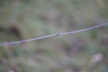 barbed wire