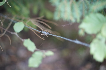 barbed nature