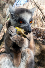 Ring Tailed Lemur  kata ,Close up Ring-tailed lemur baby and mother, mother breastfeeding her baby. Wild nature Magdagascar