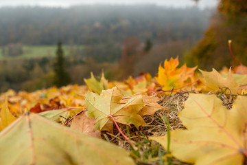 Maple tree leaves in Latvia.