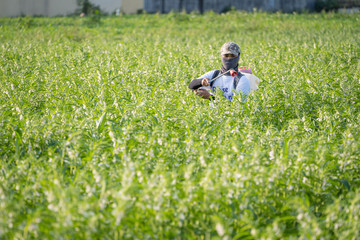 A young man farmer master is spraying pesticides (farm chemicals) on his own sesame field to prevent pests and plant diseases in the morning, close up, Xigang, Tainan, Taiwan