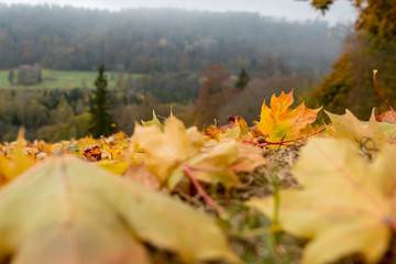 Maple tree leaves in Latvia.