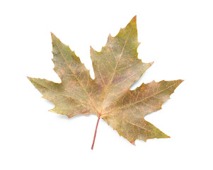 Fototapeta premium Color autumn leaf on white background