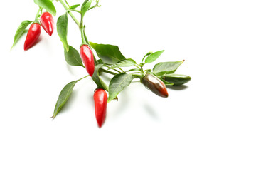 Branch with red chili peppers on white background