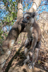 Ring Tailed Lemur  kata ,Close up Ring-tailed lemur baby and mother, mother breastfeeding her baby. Wild nature Magdagascar