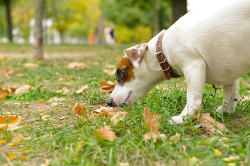 Naklejka na ściany i meble Cute funny dog in autumn park