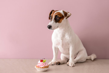 Cute funny dog with cake near color wall