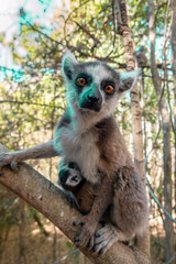 Ring Tailed Lemur  kata ,Close up Ring-tailed lemur baby and mother, mother breastfeeding her baby. Wild nature Magdagascar