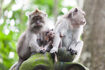 familia de macacos en monkey forest de ubud, bali