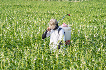 A young man farmer master is spraying pesticides (farm chemicals) on his own sesame field to prevent pests and plant diseases in the morning, close up, Xigang, Tainan, Taiwan