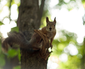 squirrel on tree