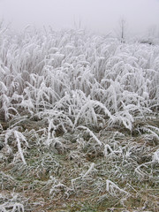 Raureif und Neuschnee an Grashalmen im Nebel