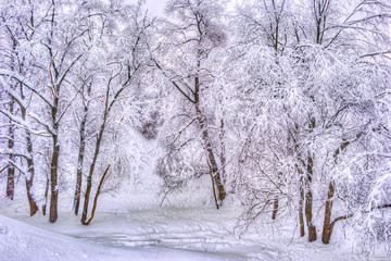 Winter landscape with snowy trees along the winter park - winter snowy scene in vintage tones
