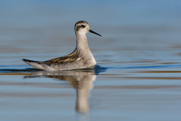 Red necked phalarope in winter plumage