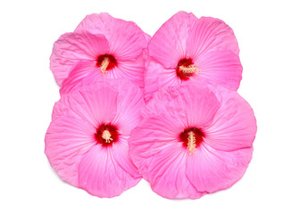 Four pink hibiscus flowers isolated on white background. Flat lay, top view. Object, macro