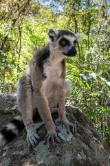 Ring Tailed Lemur  kata ,Portrait,Close up Ring-tailed lemur.Wild nature Madagascar