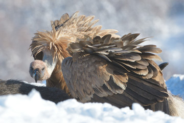 Griffon Vulture in Winter Landscape
