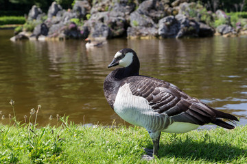 Barnacle goose stands in a meadow on the pond shore.