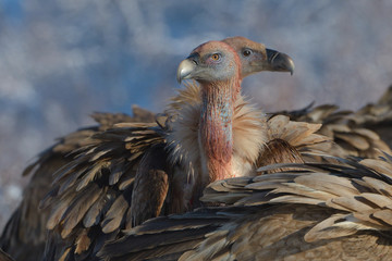 Griffon Vultures in Winter Landscape, into the Mountains