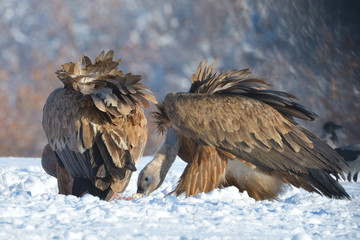 Griffon Vultures in Winter Landscape, into the Mountains