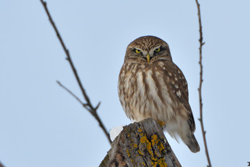 Little Owl on a tree