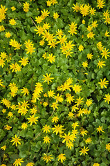 Nature floral background, Yellow marsh marigold (Caltha palustris) flowers at sunny spring day