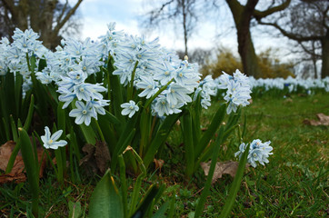 Obraz premium Fragile small spring flower Puschkinia Scilloides in Slottshagen park in city center of Helsingborg, Sweden, Close up shot