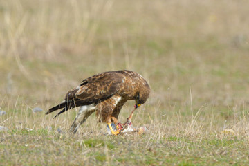 Common Buzzard eating