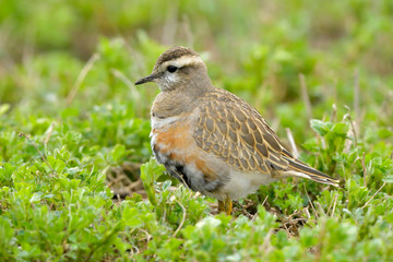 Eurasian Dotterel on green grass