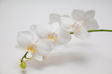 Naklejka na ściany i meble orchid on white background