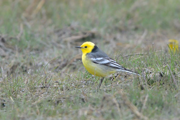 Citrine wagtail on the ground