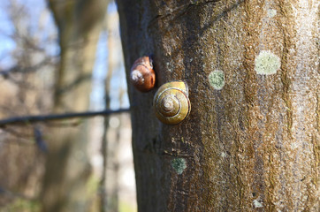 Closeup of snails climbs tree bark