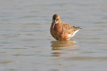 Curlew sandpiper (Caidris ferruginea)