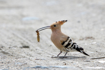 Hoopoe (Upupa epops) on the ground