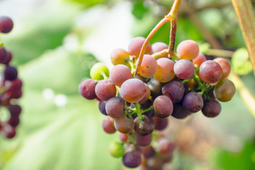 Branches of unripe grape in the vineyard. Selective focus. Shallow depth of field.