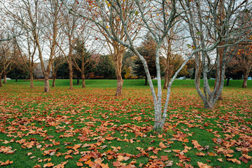 Leaves fall in autumn on green grass
