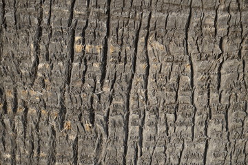 bark texture on a palm trunk