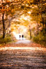 Two blurred people walking in the distance with beautiful fall/autumn colors on a wooded path and light coming through the trees.