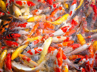 Fancy carp or Koi fish.