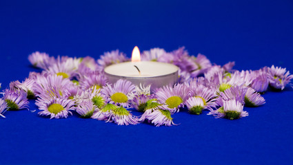 Burning candle with violet aster around on blue background