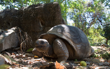 Giant land turtle in the jungle of Nosy Komba Island, Madagascar