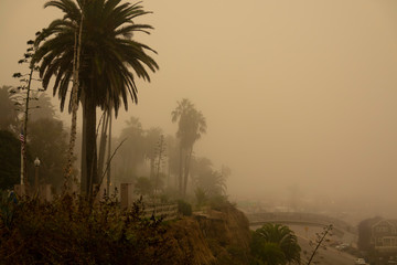 Foggy Santa Monica Morning, California palm trees in the early morning haze