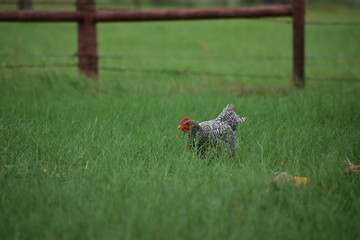 Fototapeta premium black and white rooster free ranging in thick green grass