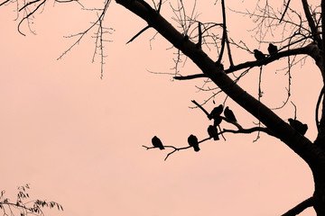 Birds pigeons sit on a tree branch monochrome drawing black orange, black birds on a black tree, shadows