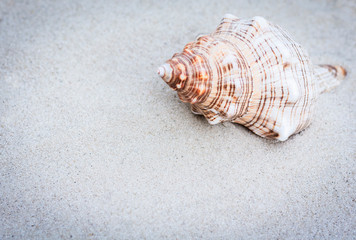 Seashell on the sand. Summer beach background in Thailand with copy space for text