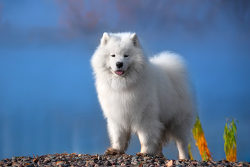 A large white dog stands in the morning on the banks of the river in Siberia. Heavy fog. The concept of beauty and tranquility.
