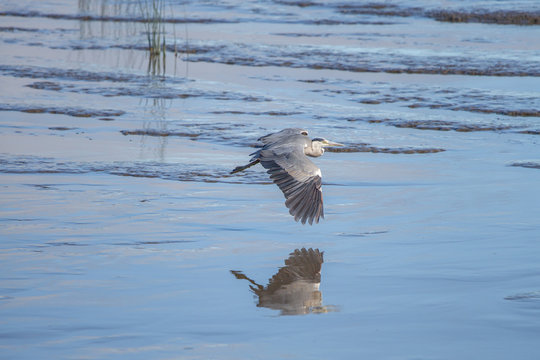 Grey Heron