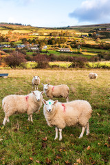 Irish countryside scene with cute sheep in an Autumn landscape. Curious animals background.