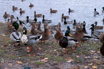 Birds-ducks and drakes on the shore by the water