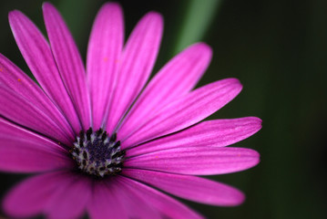 Fototapeta premium MARGARITA COLOR FUCSIA